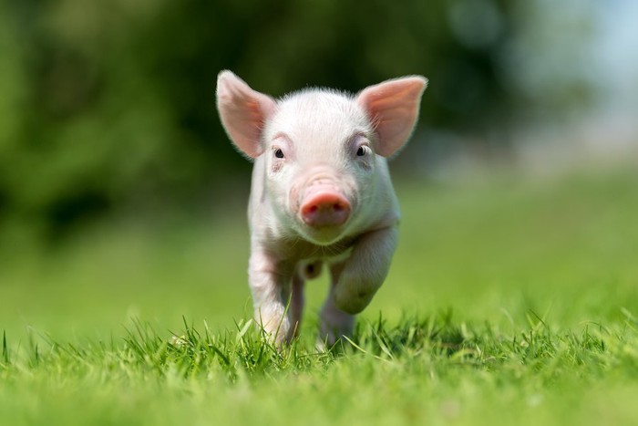 芝生を走る子豚