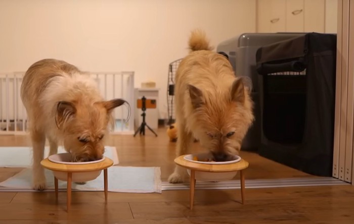 食事をしている2頭の犬