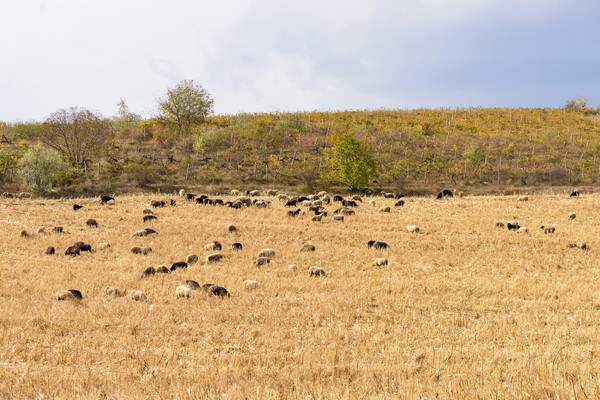 羊の群れ遠景