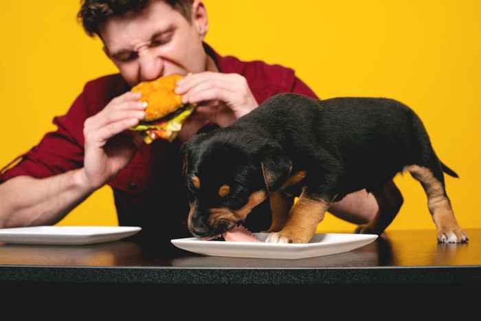 ハンバーガーを食べる人と犬