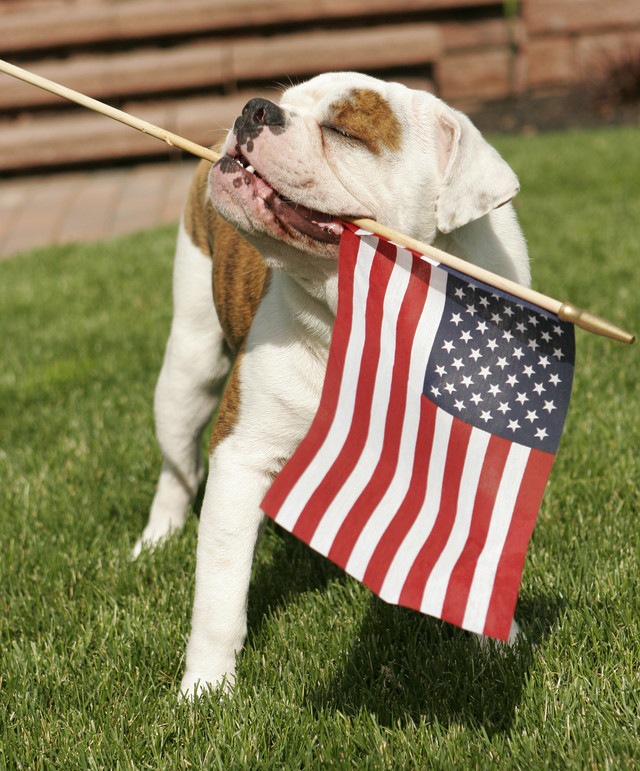 アメリカの国旗を持っている犬