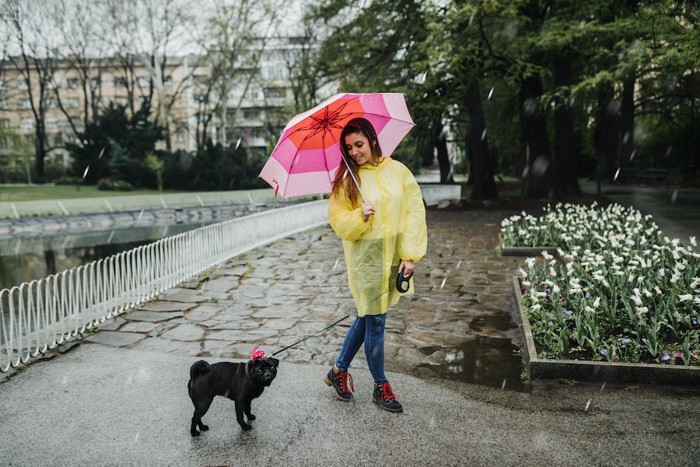 雨の日に散歩を楽しむ女性と犬