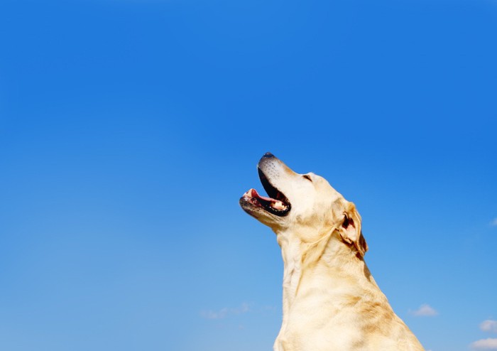 青空と顔を上げる犬