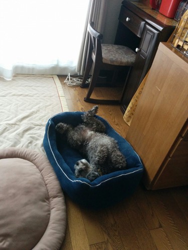 青いベッドで寝る犬
