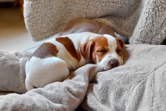 毛布の上で眠る子犬