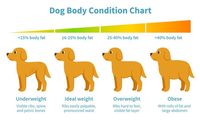 犬の肥満表