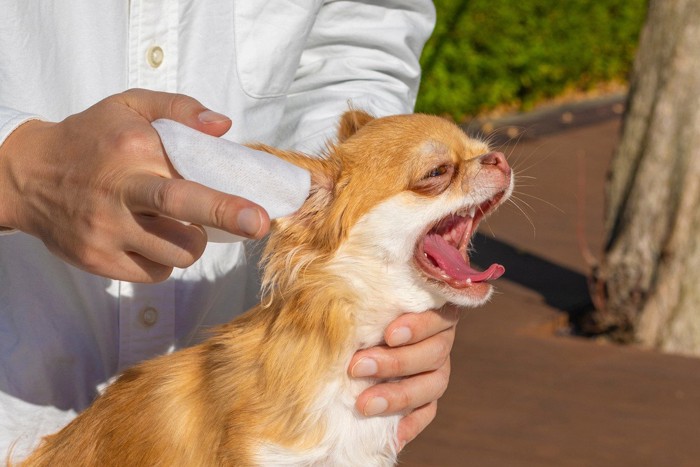 耳掃除されている犬