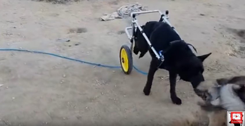 車輪をつけ砂地を歩く犬