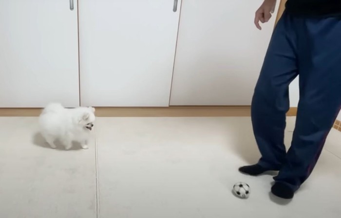 ボールで遊ぶ犬と人の足