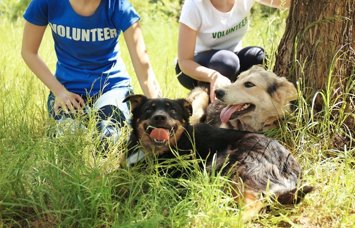 散歩中に休憩する2匹の保護犬と2人のボランティア