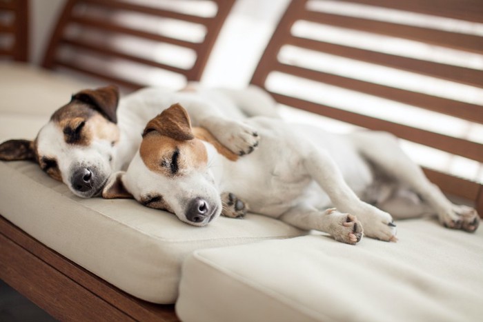 ソファーで寄り添って眠る2匹の犬