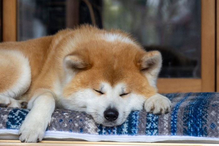 眠る秋田犬