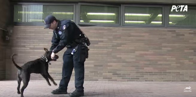 遊ぶ犬と警察官