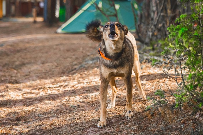 キャンプ場で威嚇する犬