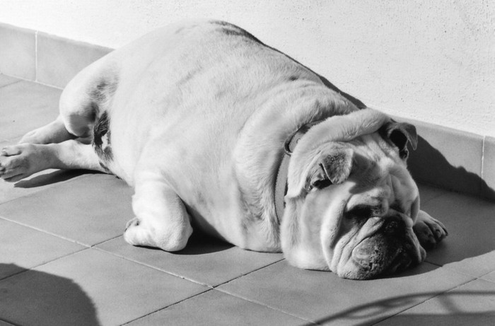 眠る太った犬