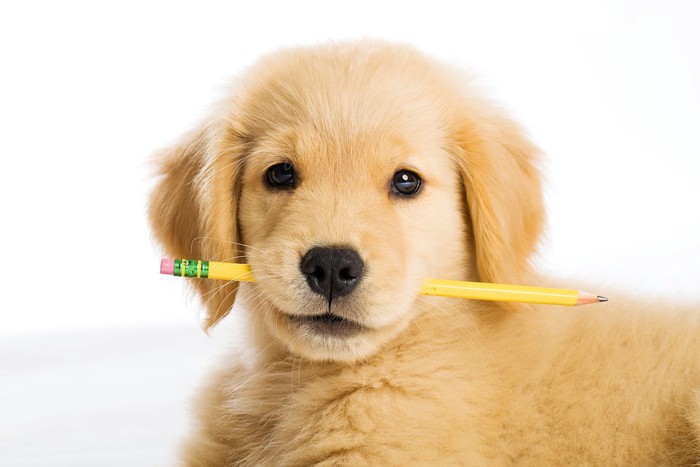 鉛筆を持った犬