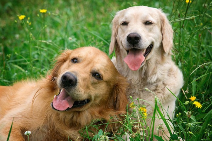 体を寄せ合う二頭の犬と黄色い花