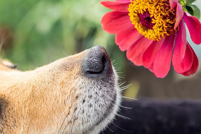 花のにおいをかぐ犬の鼻アップ