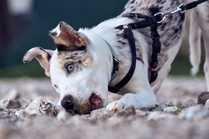石をかじる目の青い子犬