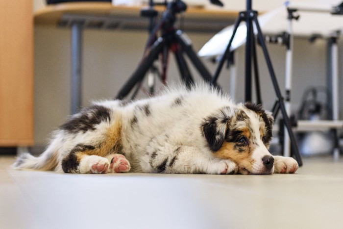 オフィスの床に寝そべる犬