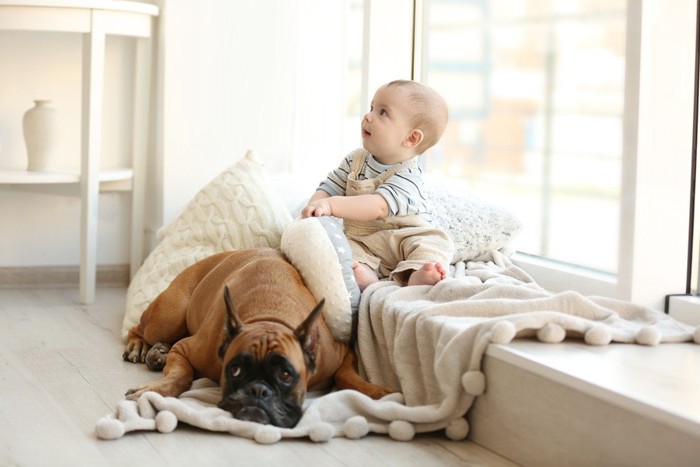 犬と赤ちゃん