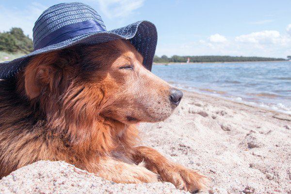 海で帽子をかぶる犬