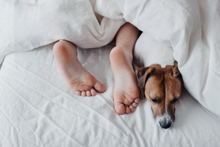 人の足の隣で眠る犬