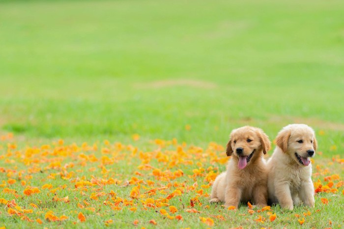 花畑に並んで座る2匹のゴールデンレトリーバーの子犬