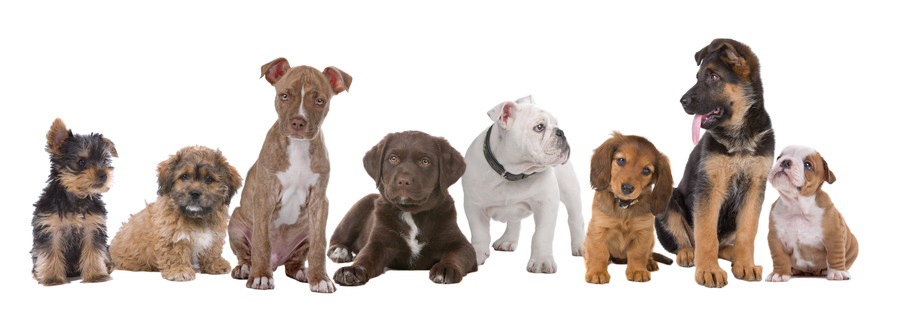 様々な犬種の子犬