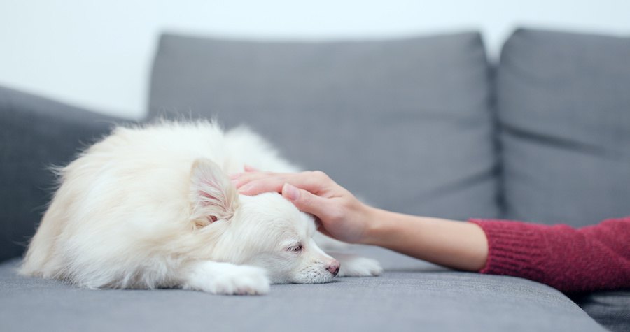 ソファーの上でぐったりする犬を撫でる人の手