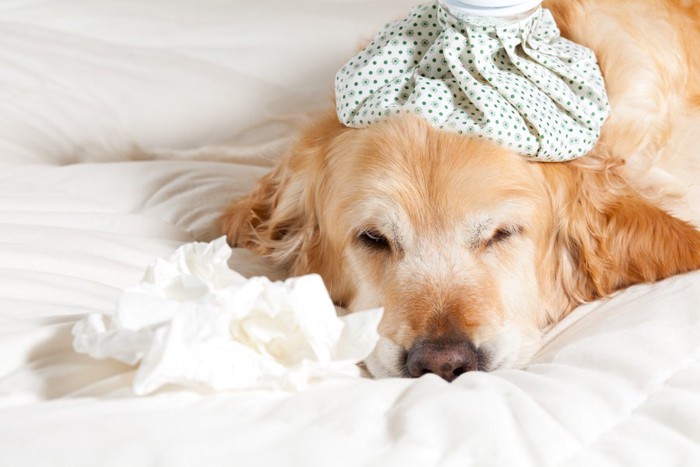 風邪をひいてベッドで眠る犬