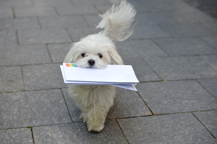 手紙をくわえて持ってくる白い犬