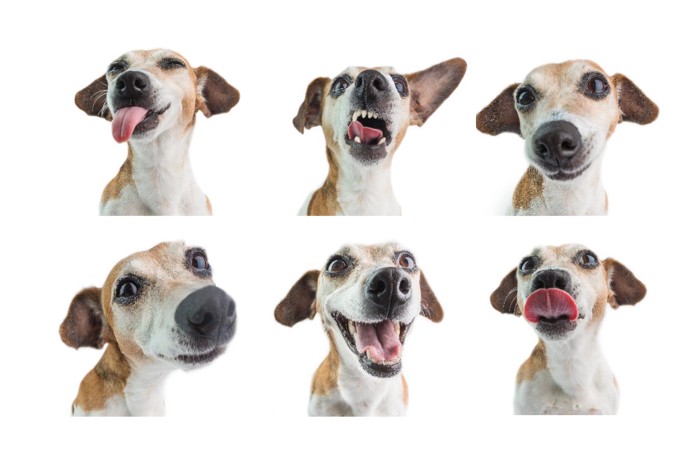 様々な表情の6枚の犬の写真