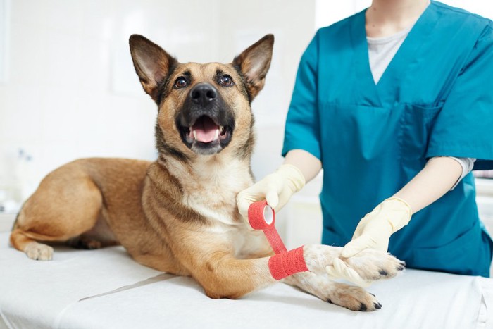 病院で獣医師に包帯を巻かれる犬