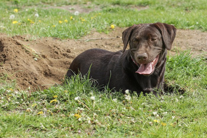土を掘った穴で休む大型犬