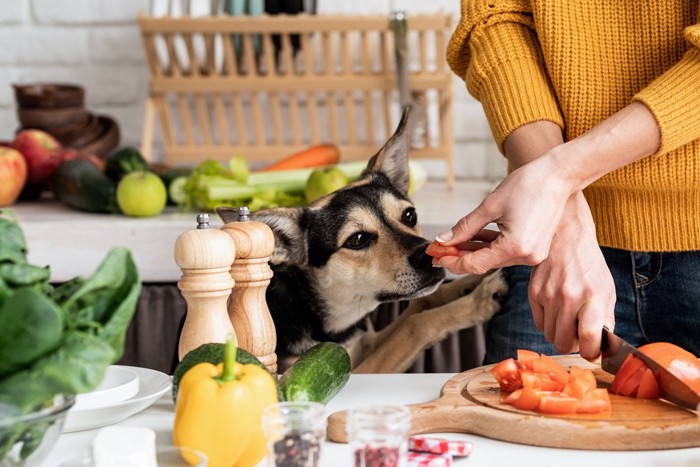 野菜を切る女性と犬