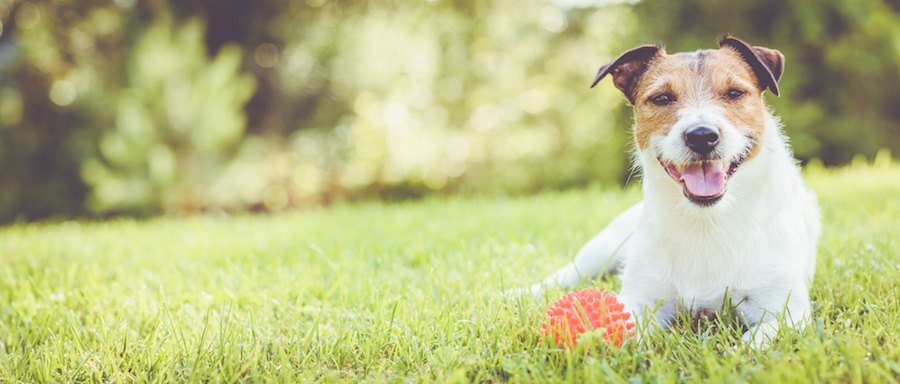 芝生の上でくつろぐ笑顔の犬
