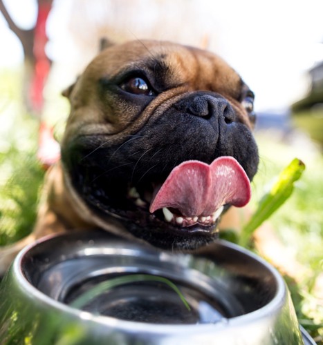 水を飲んで笑う犬
