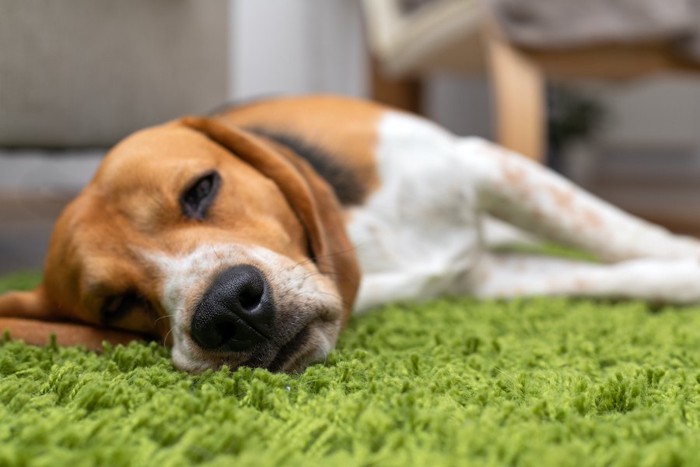 絨毯の上に寝そべっているビーグル犬
