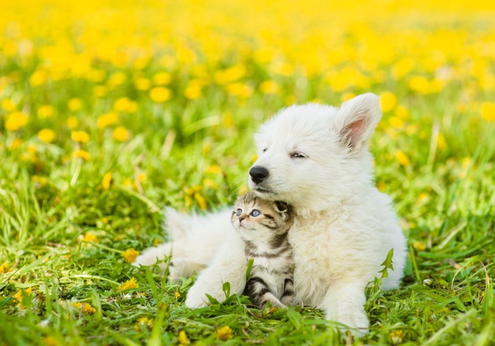 草原にいる犬と猫