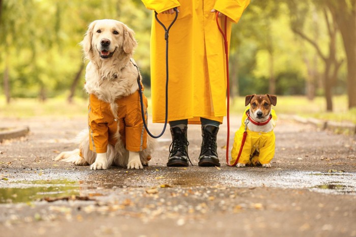 雨具を着た犬の散歩