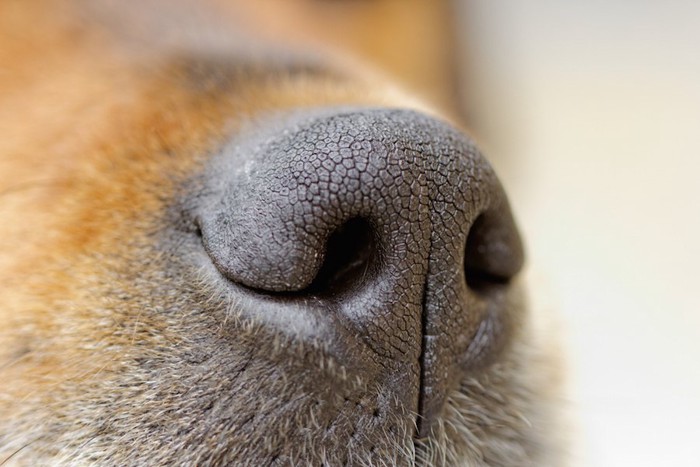 茶色い犬の鼻のアップ