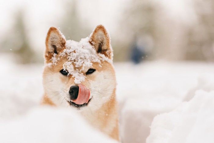 雪の間から顔を出して舌を出す柴犬