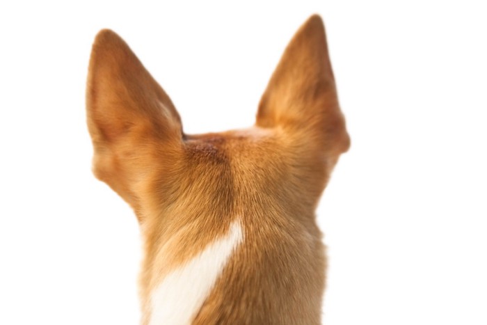 ピンと立つ犬の耳