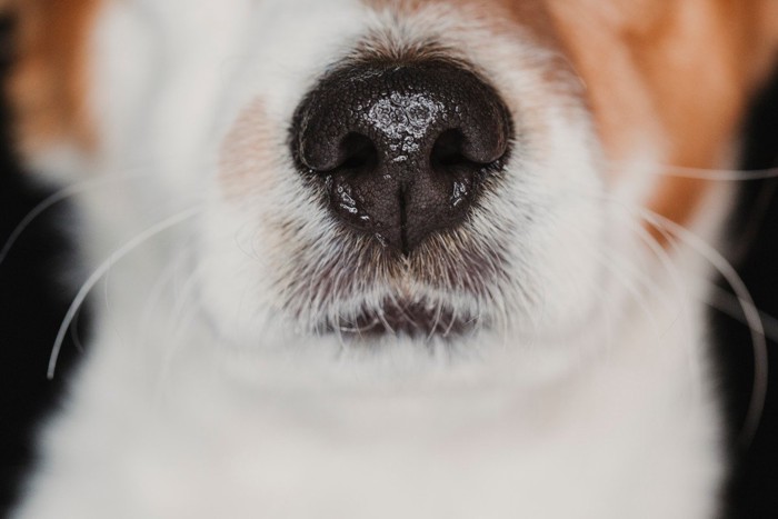 犬の鼻のアップ