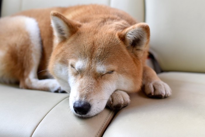 ソファーで眠る柴犬