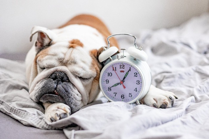 時計と眠る犬