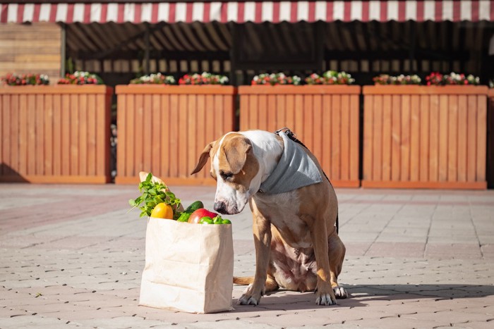 野菜の入った紙袋と犬