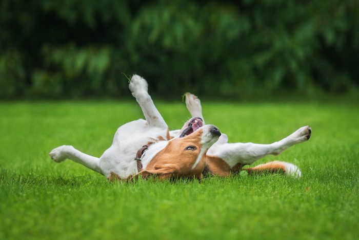 芝生の上で寝転がっているビーグル犬
