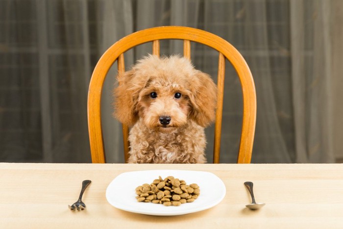 ご飯を前に座る犬